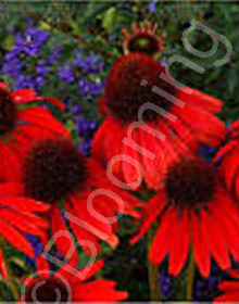 Echinacea purpurea 'Firebird'